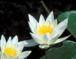 WATER LILY ALBATROSS BARE ROOT