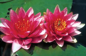 WATER LILY ATTRACTION BARE ROOT