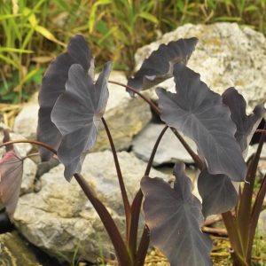 TARO BLACK MAGIC 4" CELL