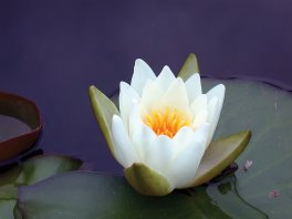 WATER LILY CANDIDA BARE ROOT