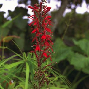 CARDINAL FLOWER 4" CELL