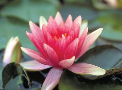 WATER LILY CHARLIE'S CHOICE BARE ROOT