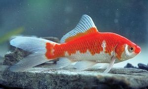COMET GOLDFISH — EACH