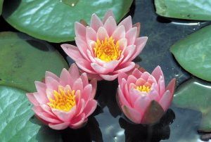 WATER LILY FABIOLA (AKA PINK BEAUTY) BARE ROOT