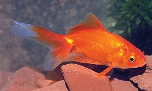 FANTAILS, SIZE 3-4" — EACH