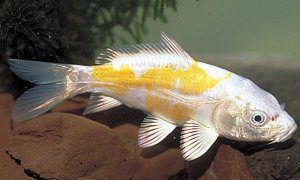 PREMIUM QUALITY KOI