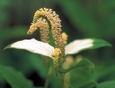 LIZARD'S TAIL — CHINESE 4" CELL
