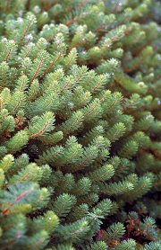 PARROT'S FEATHER — MINIATURE BARE ROOT
