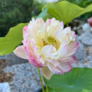 PINK PEACH LOTUS