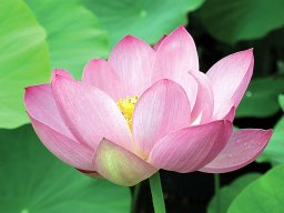 LOTUS PIKINESIS RUBRA — BARE ROOT