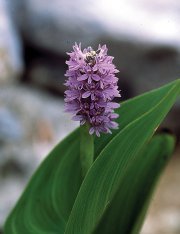 PICKEREL RUSH, LAVENDER PINK BARE ROOT
