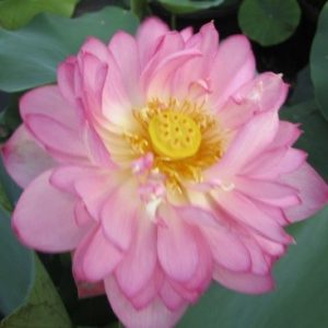 LOTUS PINK EXQUISITE — BARE ROOT