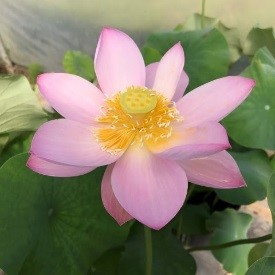 LOTUS PINK PARFAIT — BARE ROOT