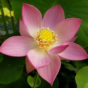 LOTUS PRINCESS HARPER — BARE ROOT