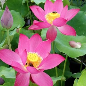 LOTUS RED AT SUNSET — BARE ROOT