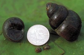 SNAILS