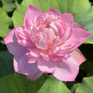 SUGAR PIE PINK
