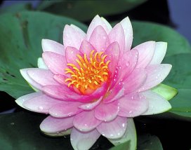 WATER LILY SUMPTUOSA BARE ROOT
