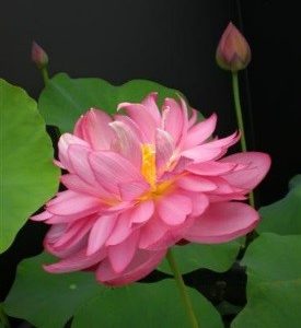 LOTUS TITANIC
