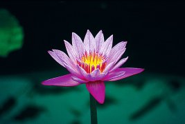 PINK DAY BARE ROOT (BULLSEYE)