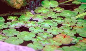 WATER CLOVER, VAIEGATED 2" DIVISION