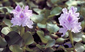 WATER HYACINTH