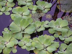 WATER LETTUCE