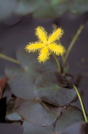 YELLOW SNOWFLAKE BARE ROOT