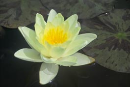 WATER LILY CHROMATELLA BARE ROOT