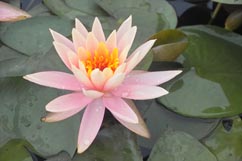 WATER LILY COLORADO BARE ROOT