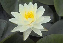 WATER LILY DENVER BARE ROOT