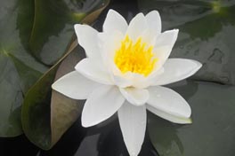 WATER LILY GLADSTONE BARE ROOT