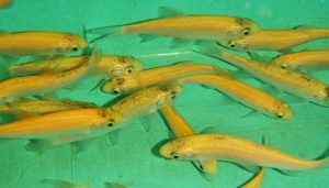 GOLDEN ORFE, SIZE 4-5 inch — each