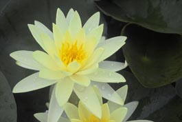 WATER LILY GOLD MEDAL BARE ROOT