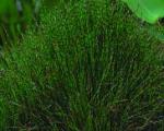 HORSETAIL — MINI 2" CELL
