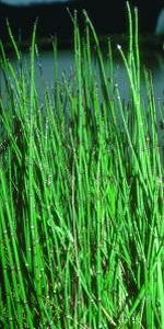 HORSETAIL 4" CELL