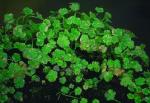 PENNY WORT — CRYSTAL CONFETTI 2" DIVISION