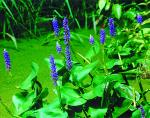 PICKEREL RUSH — PURPLE 4" CELL