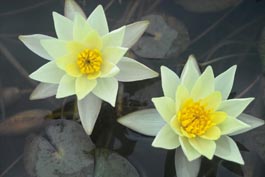WATER LILY HELVOLA BARE ROOT