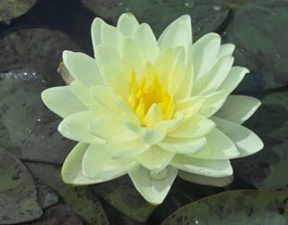 WATER LILY LEMON CHIFFON BARE ROOT