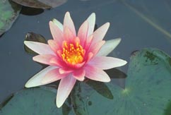 WATER LILY LITTLE SUE BARE ROOT