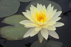 WATER LILY PINK GRAPEFRUIT BARE ROOT
