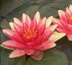 WATER LILY REMBRANDT BARE ROOT
