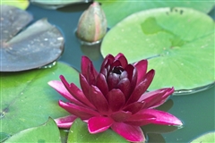 WATER LILY BLACK PRINCESS BARE ROOT