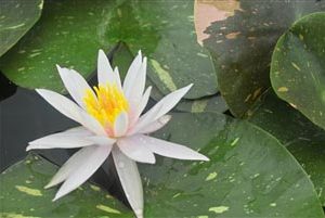 WATER LILY ARC-EN-CIEL BARE ROOT