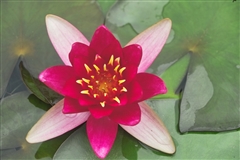 WATER LILY FROEBELI BARE ROOT