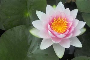 WATER LILY HOLLANDIA (AKA DARWIN) BARE ROOT