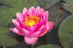 WATER LILY JAMES BRYDON BARE ROOT