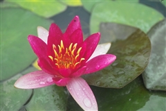 WATER LILY LAYDEKERI FULGENS BARE ROOT