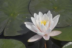 WATERLILY MARLIAC ALBIDA BARE ROOT